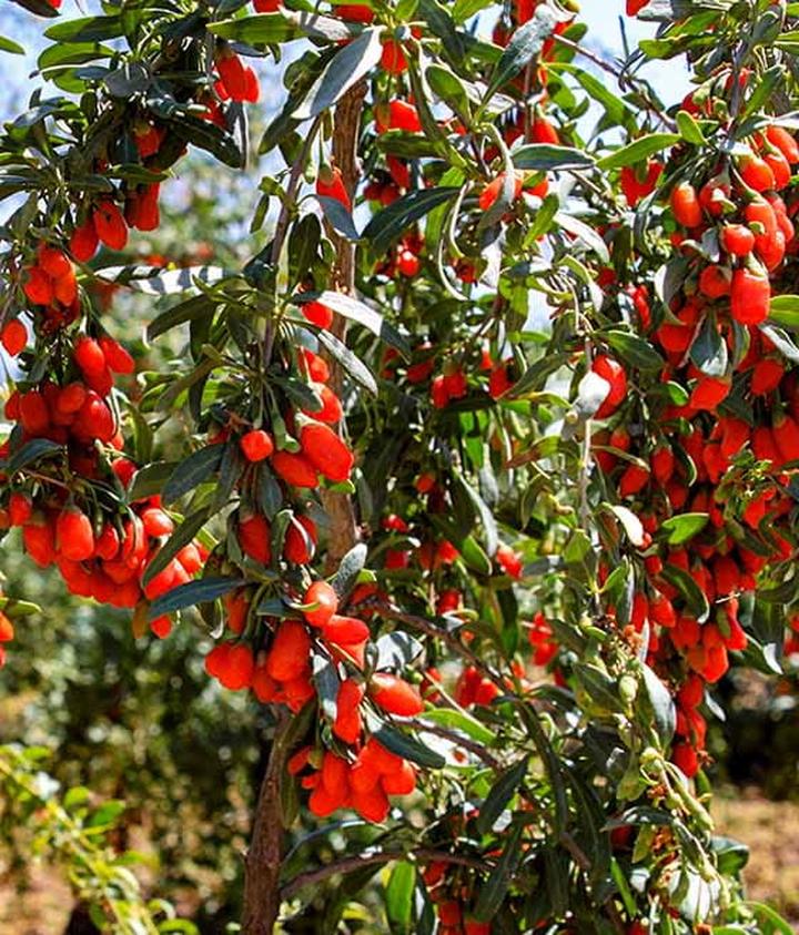 Historia i pochodzenie jagód goji