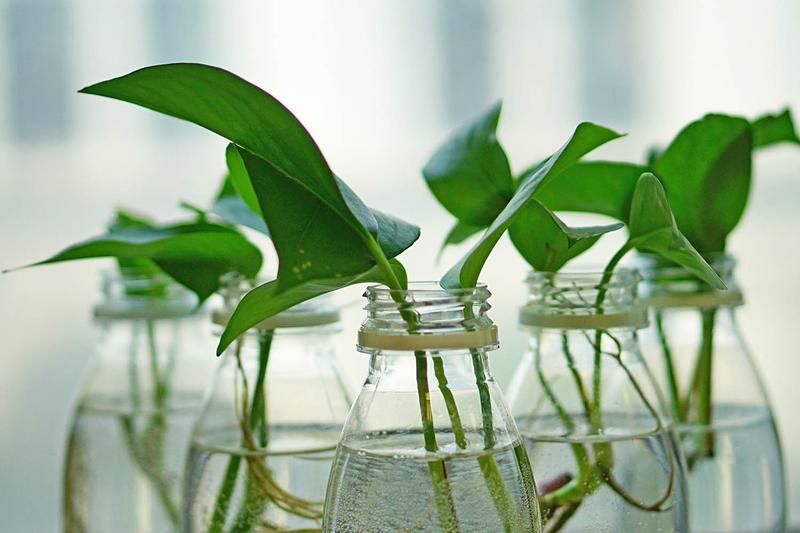 Alternatywy dla ukorzeniacza – czym można zastąpić ten sposób na rozmnażanie roślin?