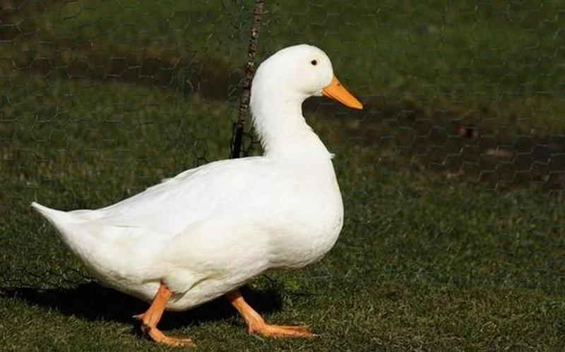 Dodatki i serwowanie kaczki