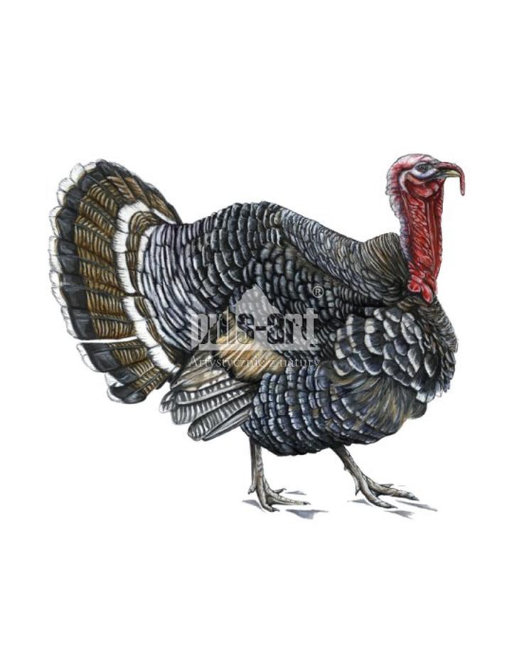 Jak długo smażyć indyka