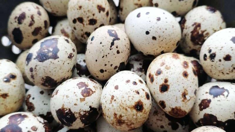 Jak ugotować jajka przepiórcze