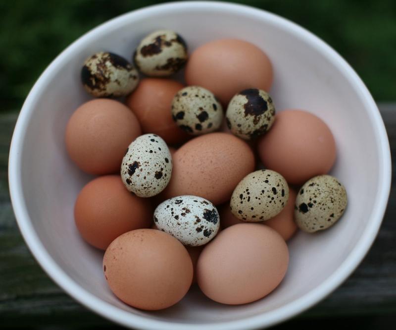 Metody gotowania jajek przepiórczych