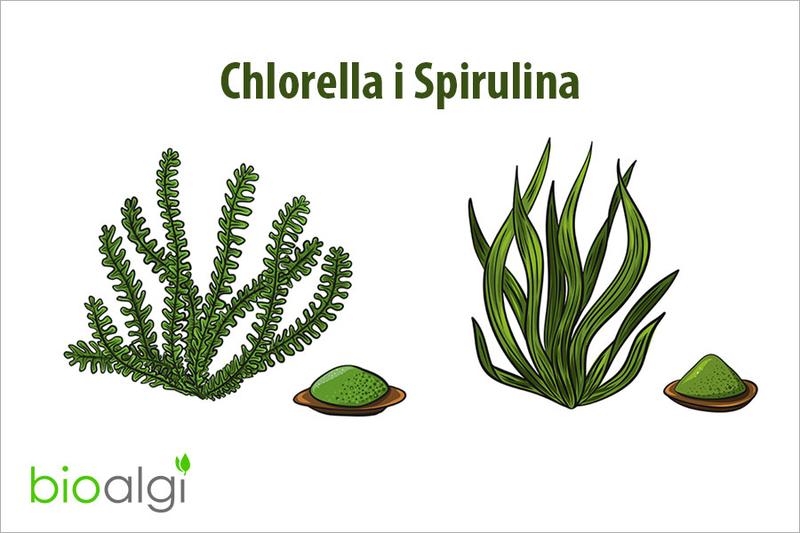 Odkryj wyjątkowy smak spiruliny: co warto wiedzieć?