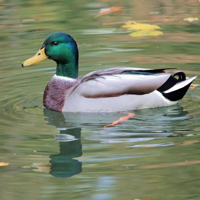 Sekrety doskonałej kaczki z jabłkami: jak długo ją piec, aby osiągnąć idealny smak?