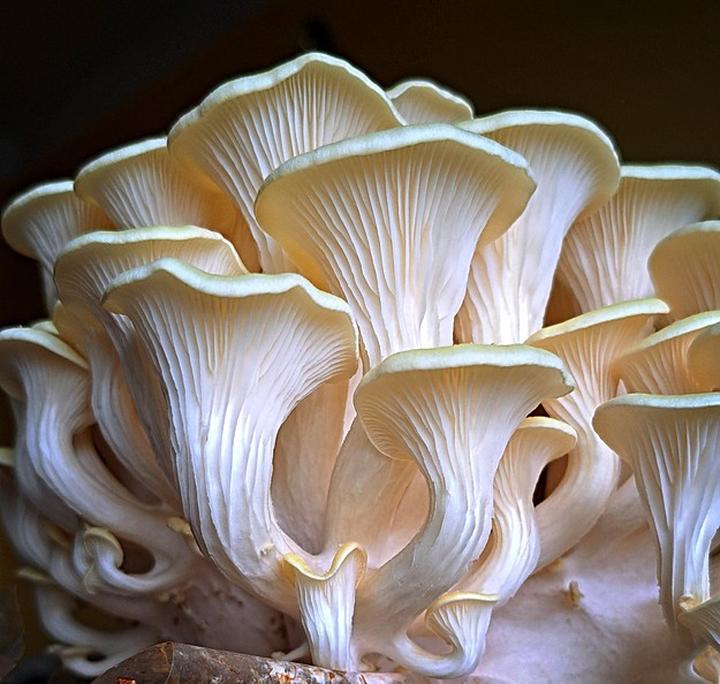 Odkryj smak boczniaka: Dlaczego warto go włączyć do diety?